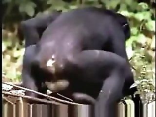 Zoo Porn