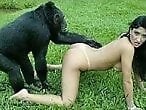 Beast Zone