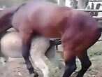 Zoo porn and zoo sex video
