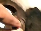 DogSex