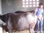 Zoo porno and bestiality