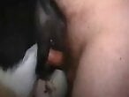 Real-Zoo-Sex