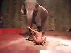 Animal porn and bestiality