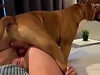 Zoophilia porn and animal sex