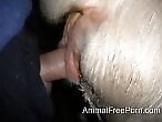 Zoo Porn