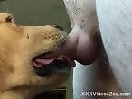 Animal Porn Zilla