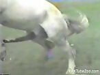 Animal porn videos and ZOO PORN