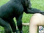 Free bestiality and zoophilia porn