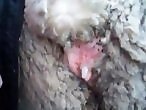 Video ZZZ Site