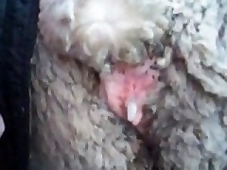 Real Zoo Sex