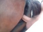 Sex with Animals for Free