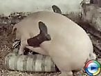 Animal porn and zoo sex