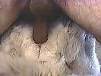 Zoo Porn