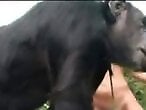 Animal Porn Zilla