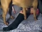 XXX Zoo video